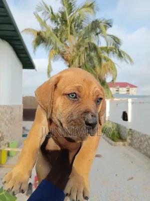 1-3 months Female Purebred Boerboel