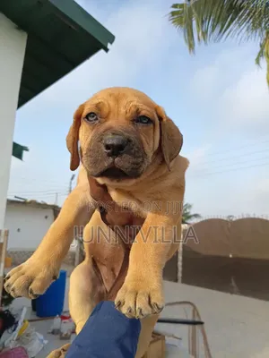 1-3 months Female Purebred Boerboel