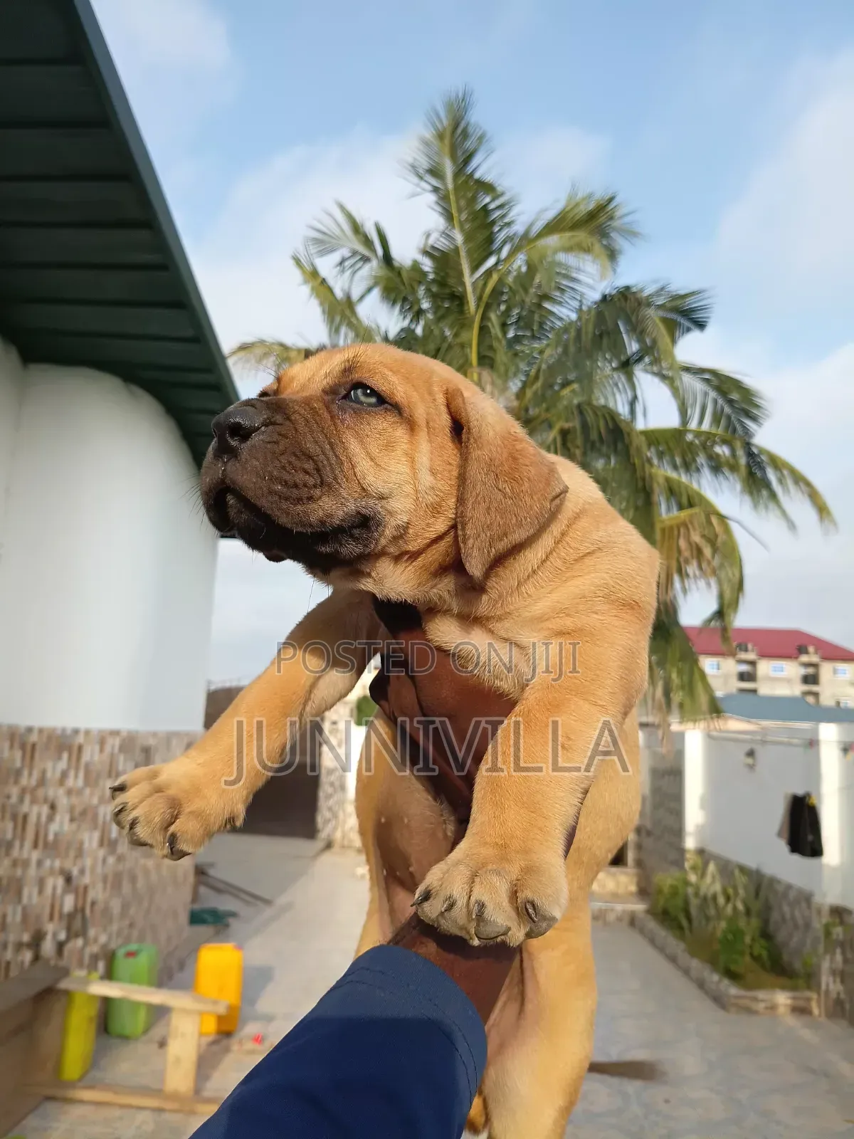 1-3 months Female Purebred Boerboel