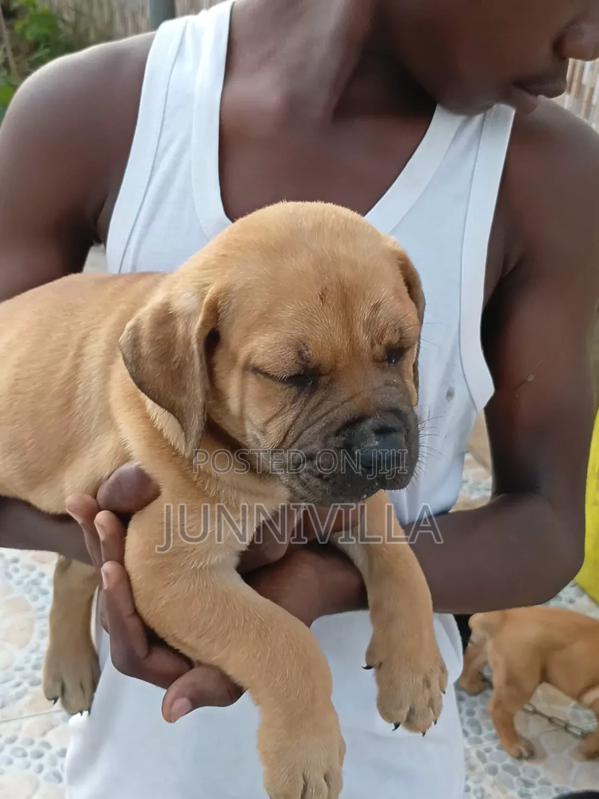 1-3 months Female Purebred Boerboel