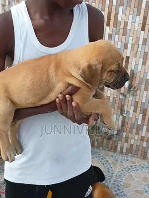 1-3 months Female Purebred Boerboel