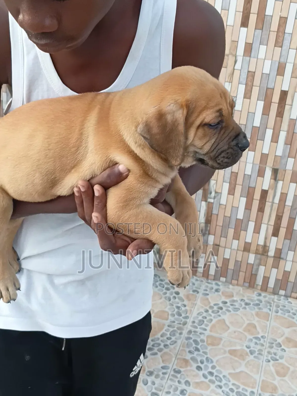 1-3 months Female Purebred Boerboel
