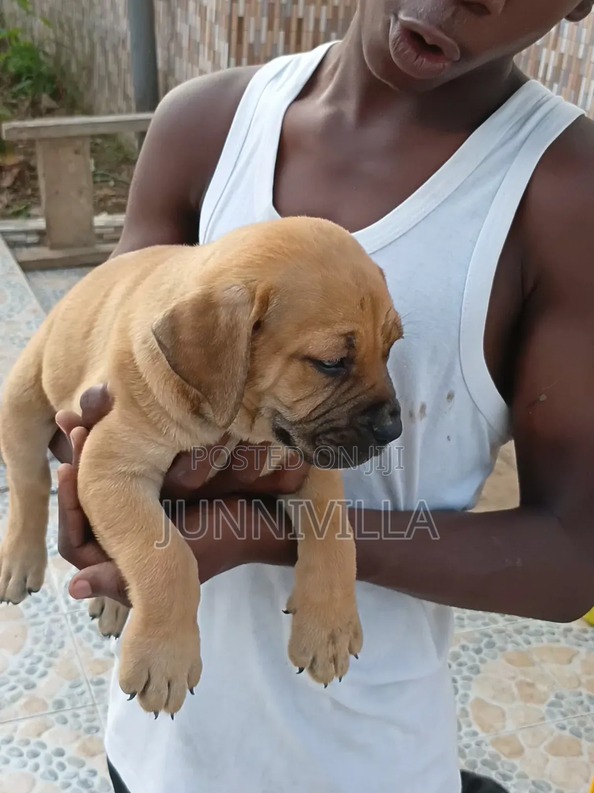 1-3 months Female Purebred Boerboel