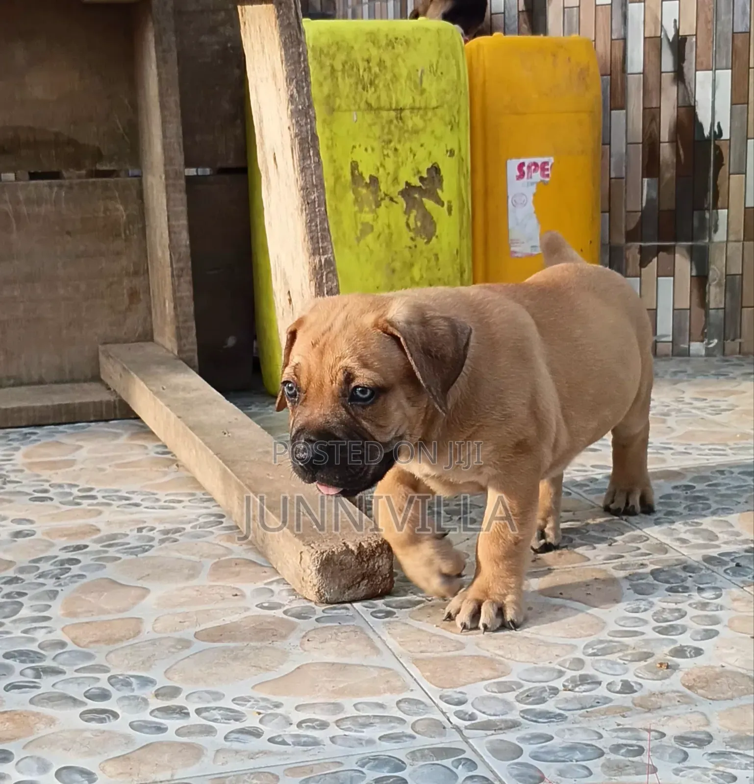 1-3 months Female Purebred Boerboel