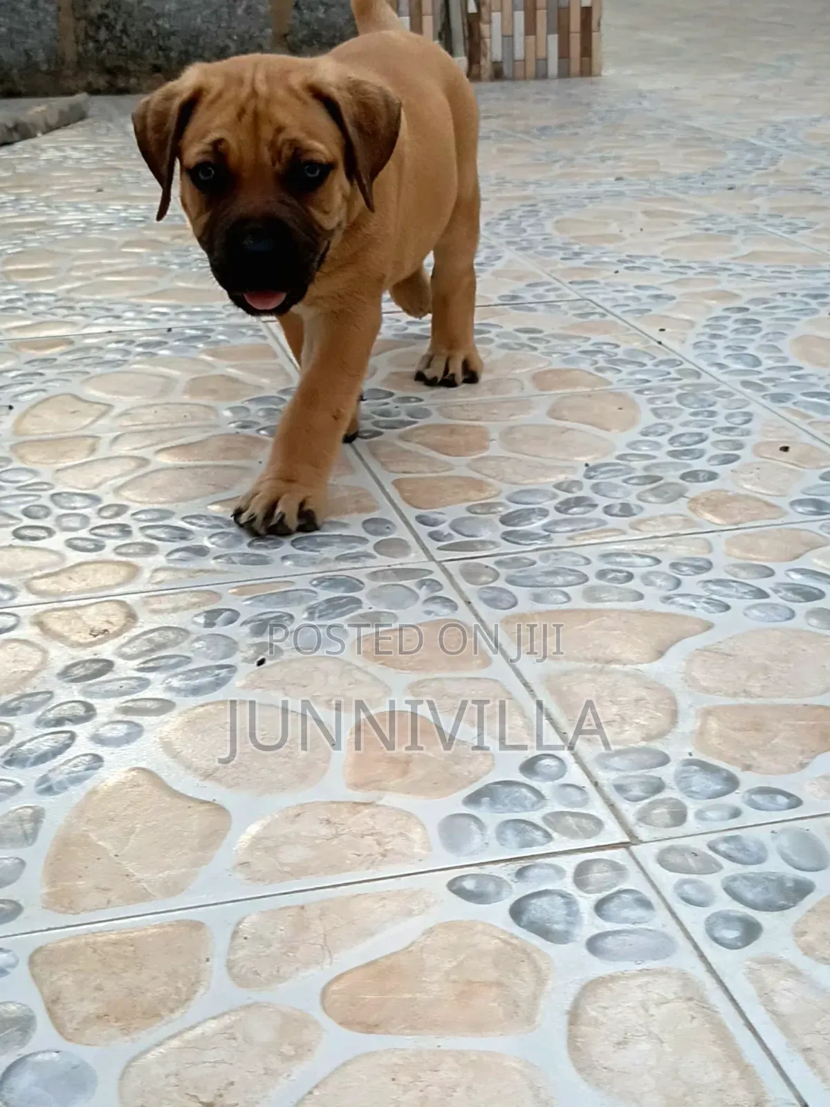 1-3 months Female Purebred Boerboel
