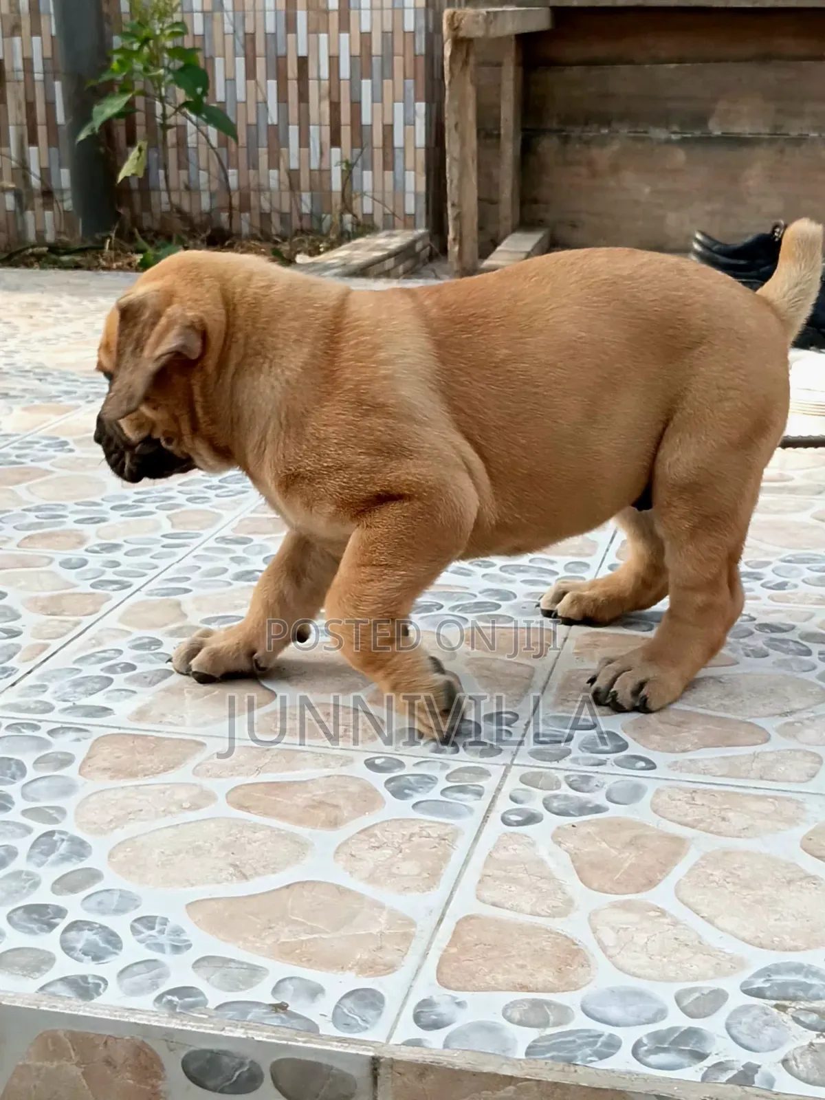 1-3 months Female Purebred Boerboel