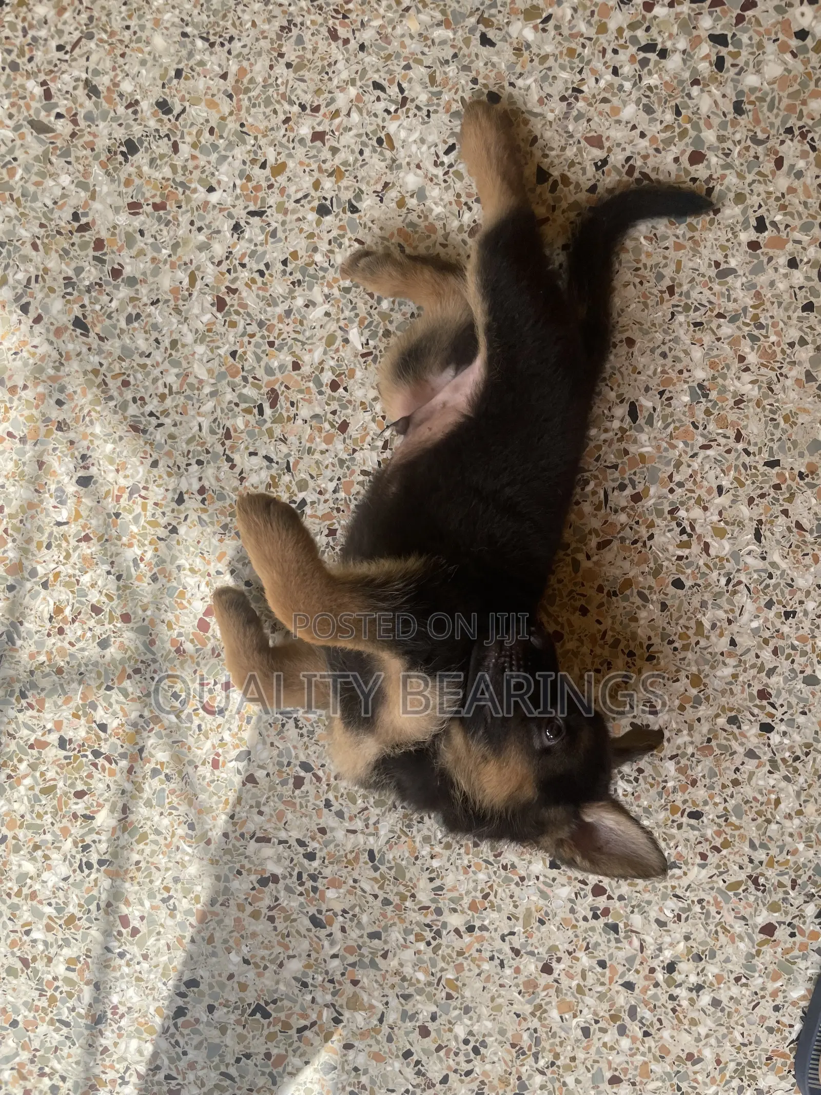 1-3 months Male Purebred German Shepherd