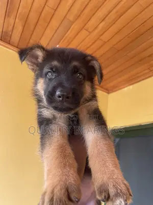 1-3 months Male Purebred German Shepherd