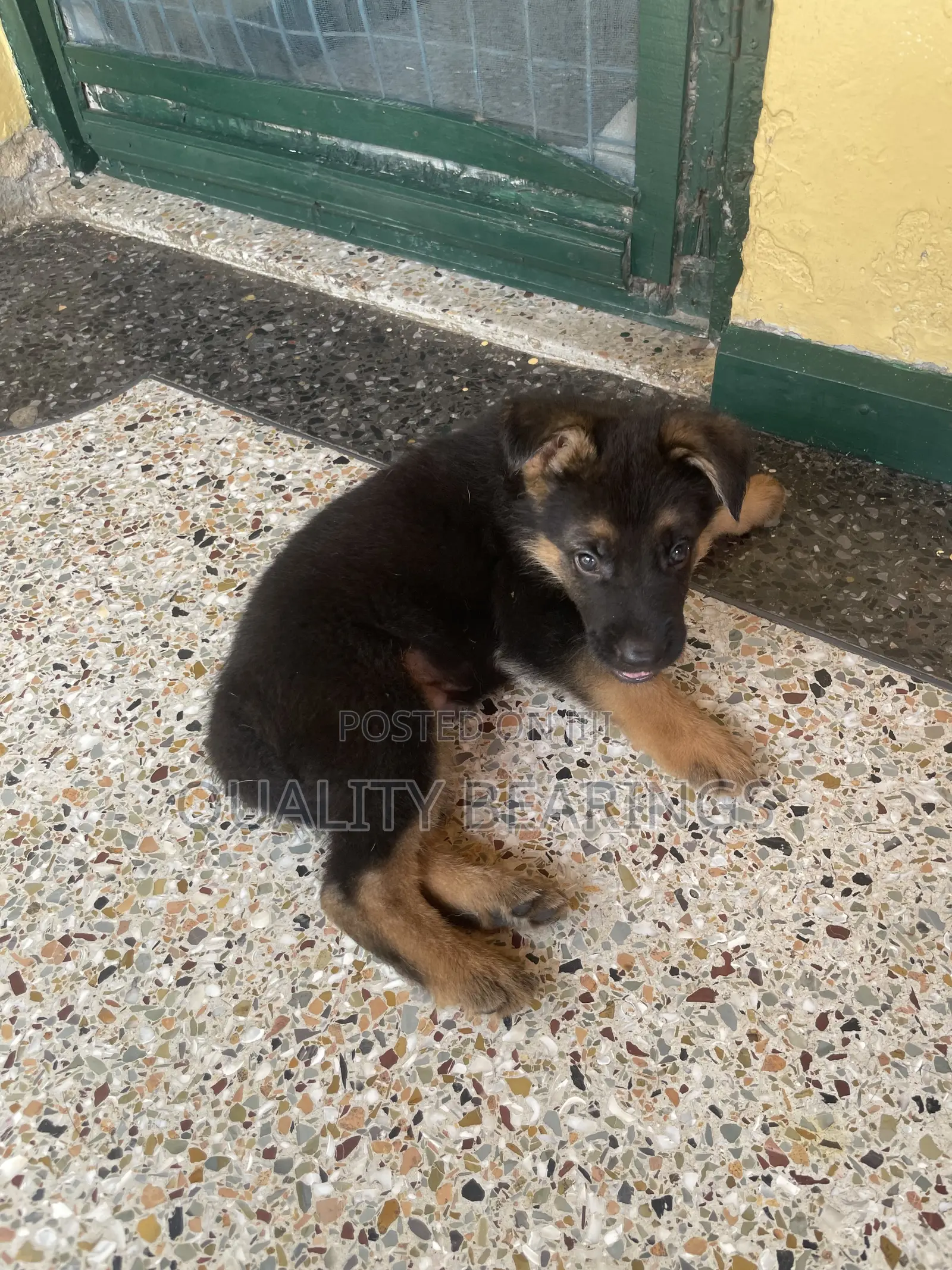 1-3 months Male Purebred German Shepherd