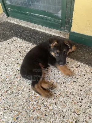 1-3 months Male Purebred German Shepherd