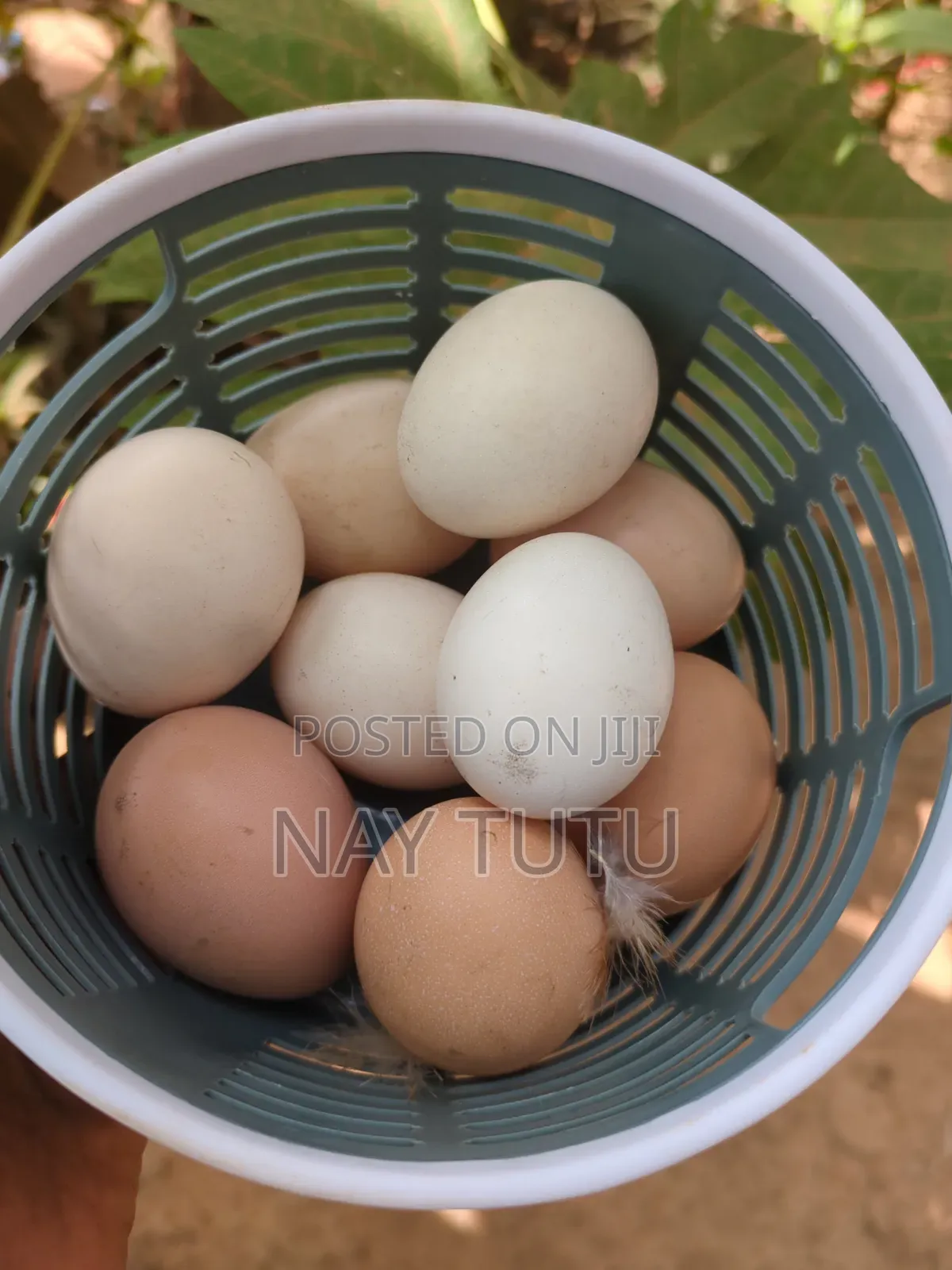 Local Chicken Eggs Fertile