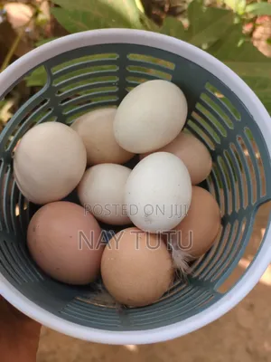 Local Chicken Eggs Fertile