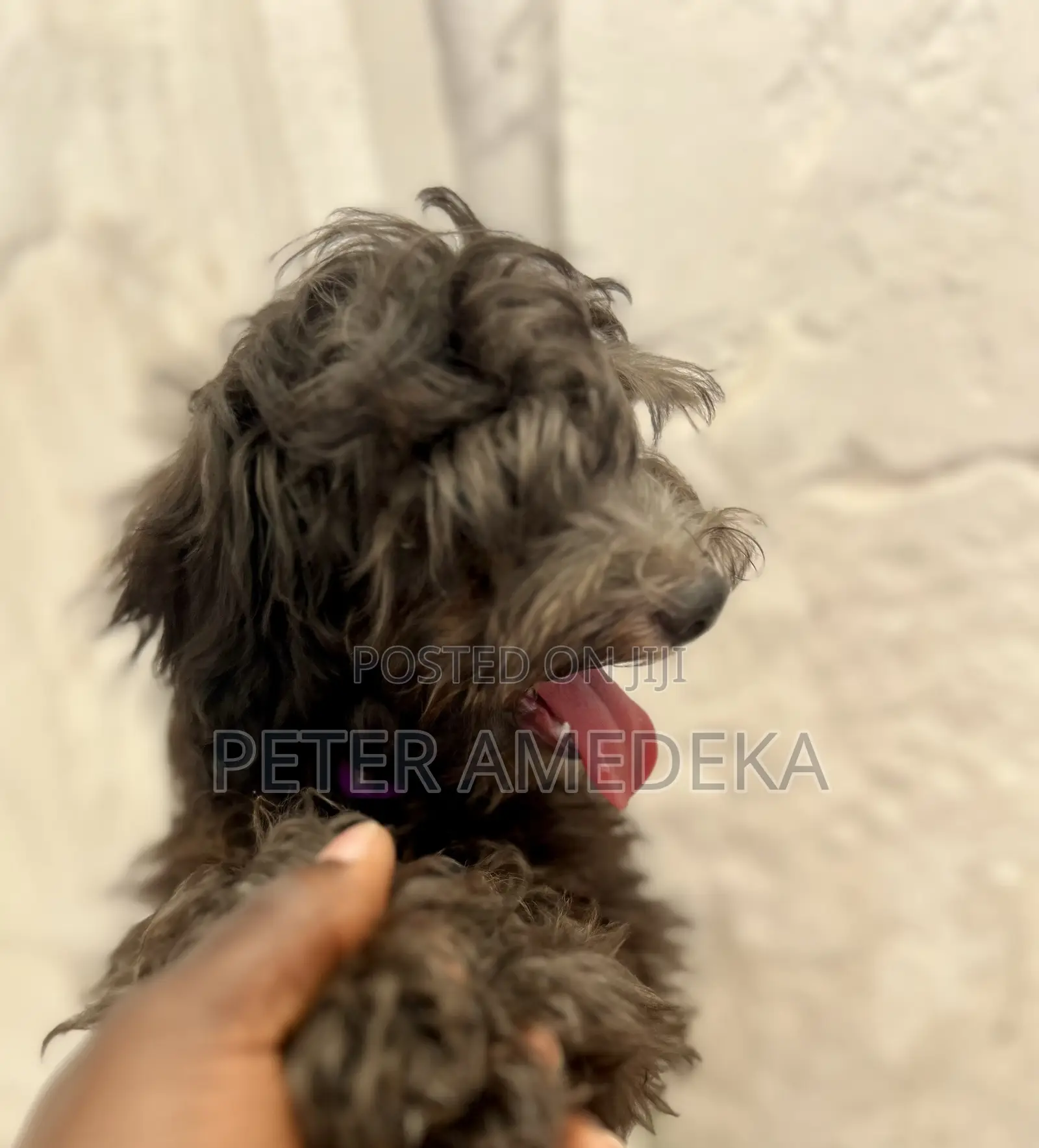 1-3 months Male Purebred Miniature Pinscher