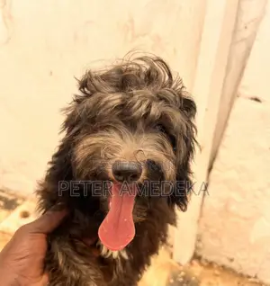 1-3 months Male Purebred Miniature Pinscher