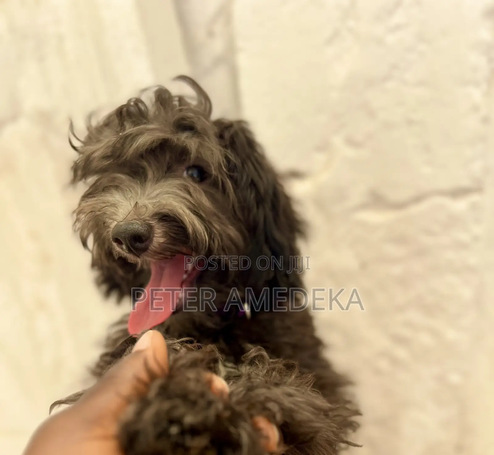 1-3 months Male Purebred Miniature Pinscher