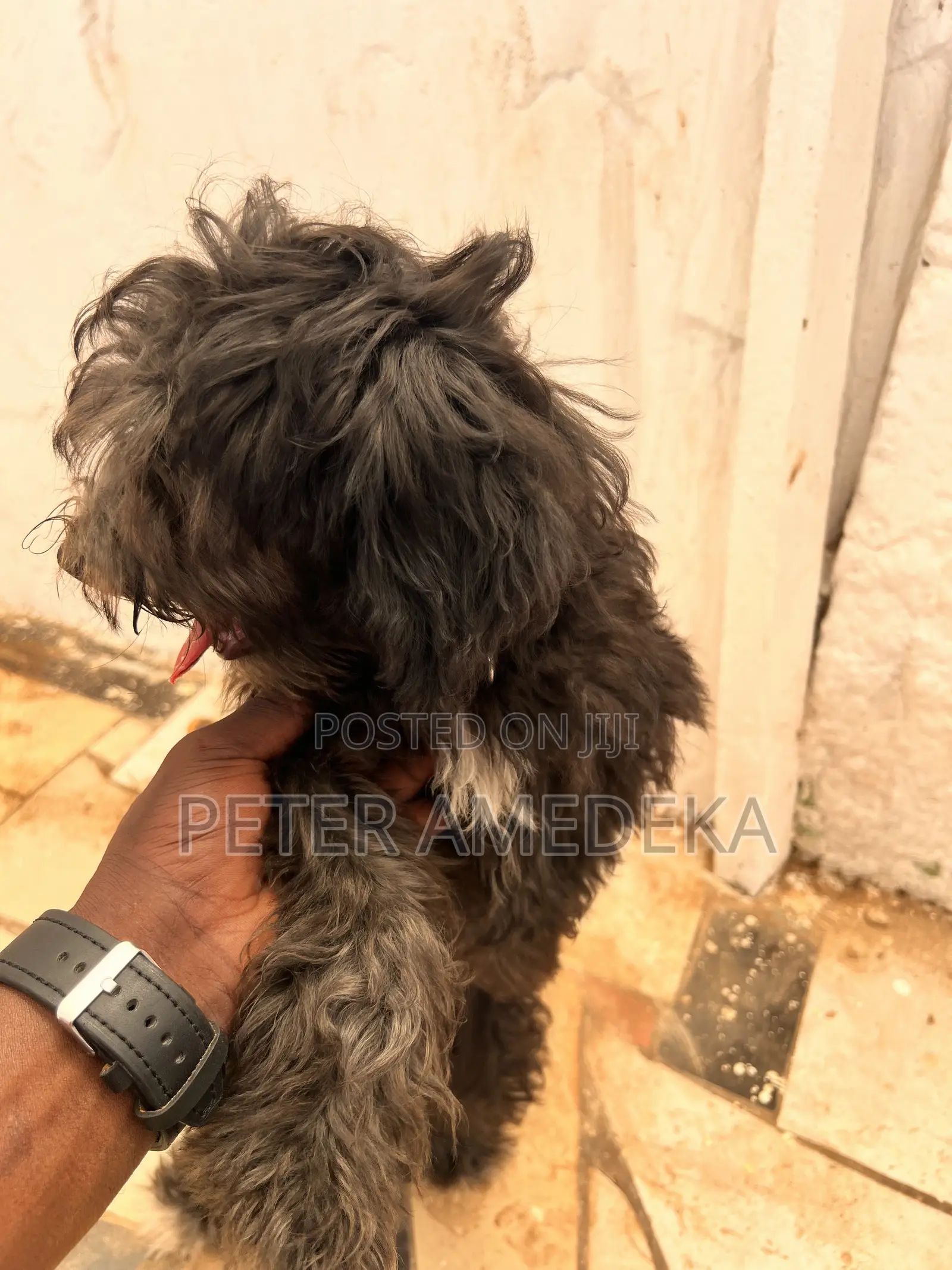 1-3 months Male Purebred Miniature Pinscher