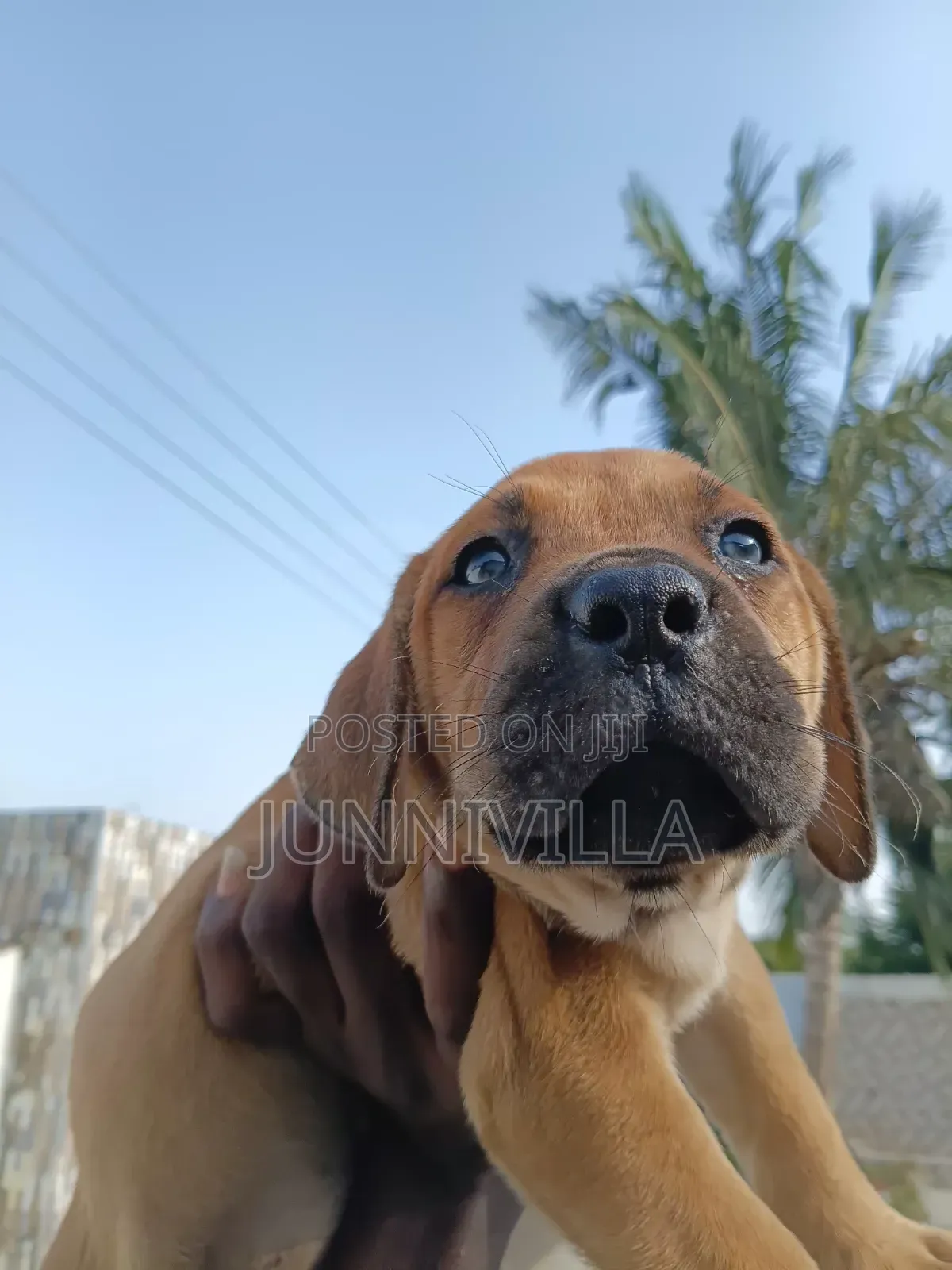 1-3 months Female Purebred Boerboel