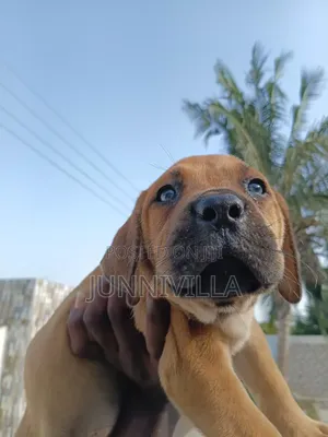 1-3 months Female Purebred Boerboel
