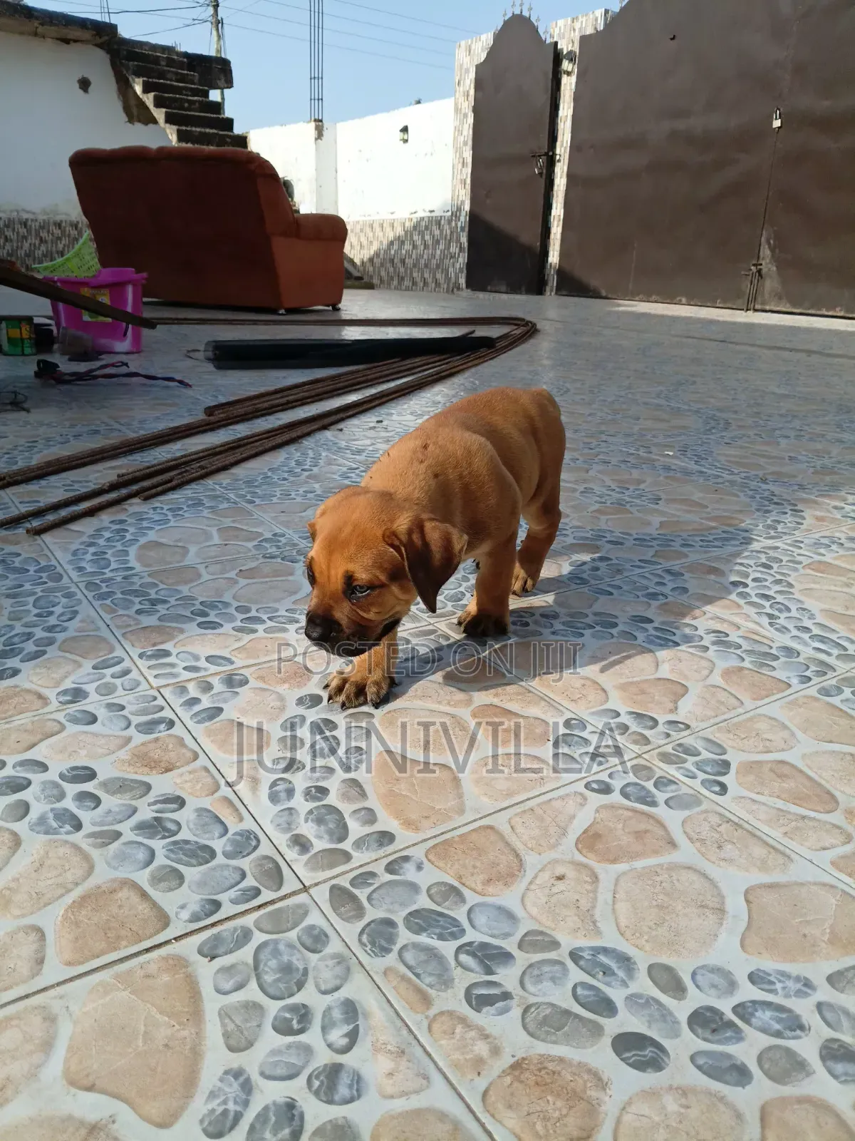 1-3 months Female Purebred Boerboel