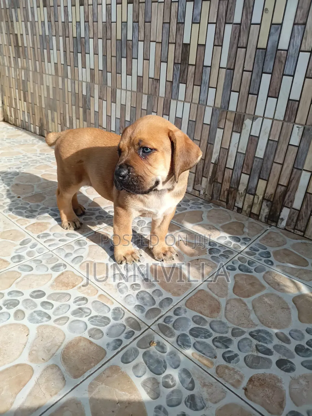 1-3 months Female Purebred Boerboel