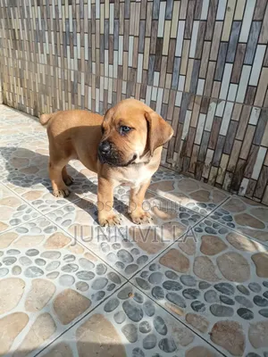 1-3 months Female Purebred Boerboel