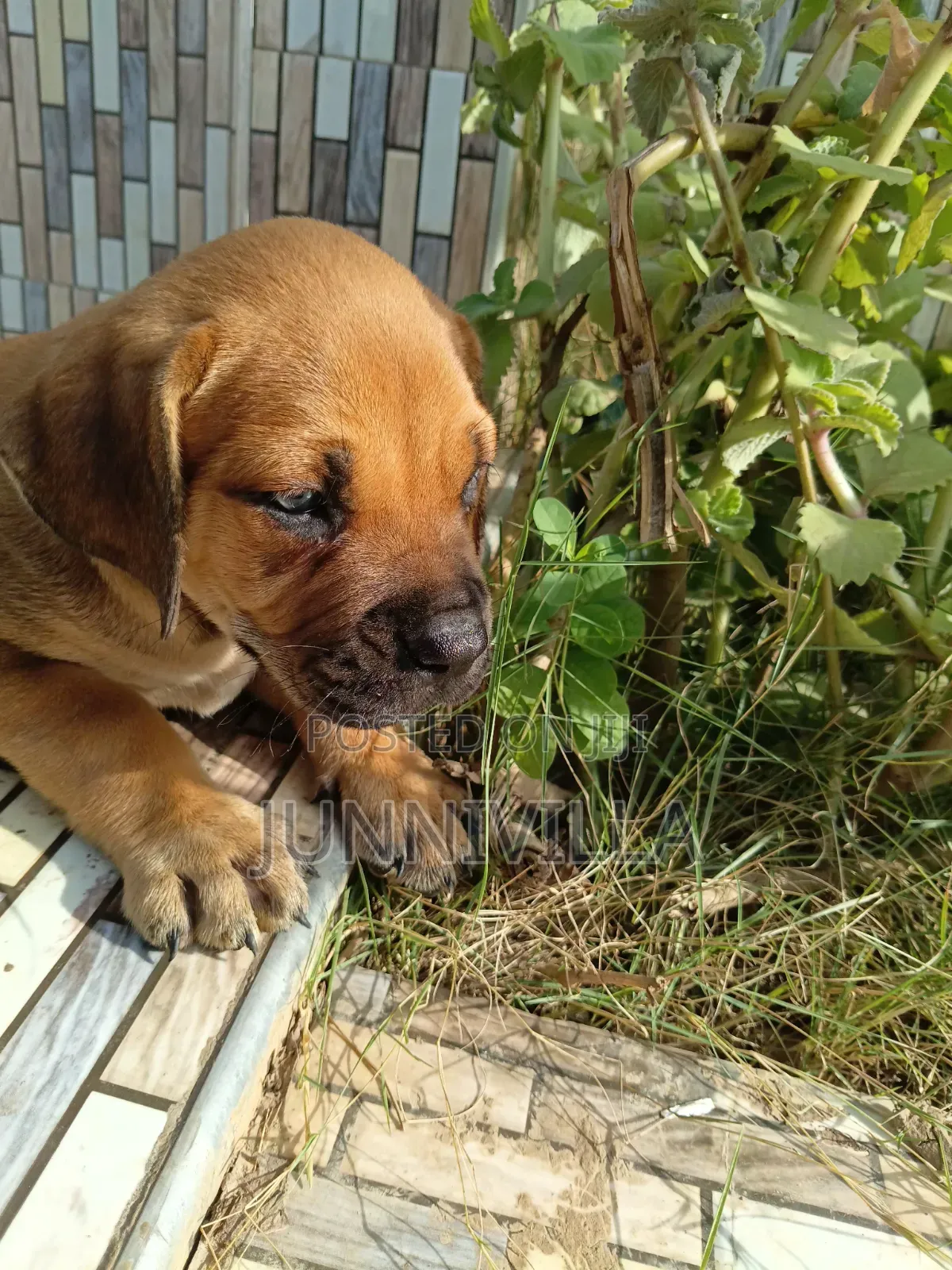 1-3 months Female Purebred Boerboel