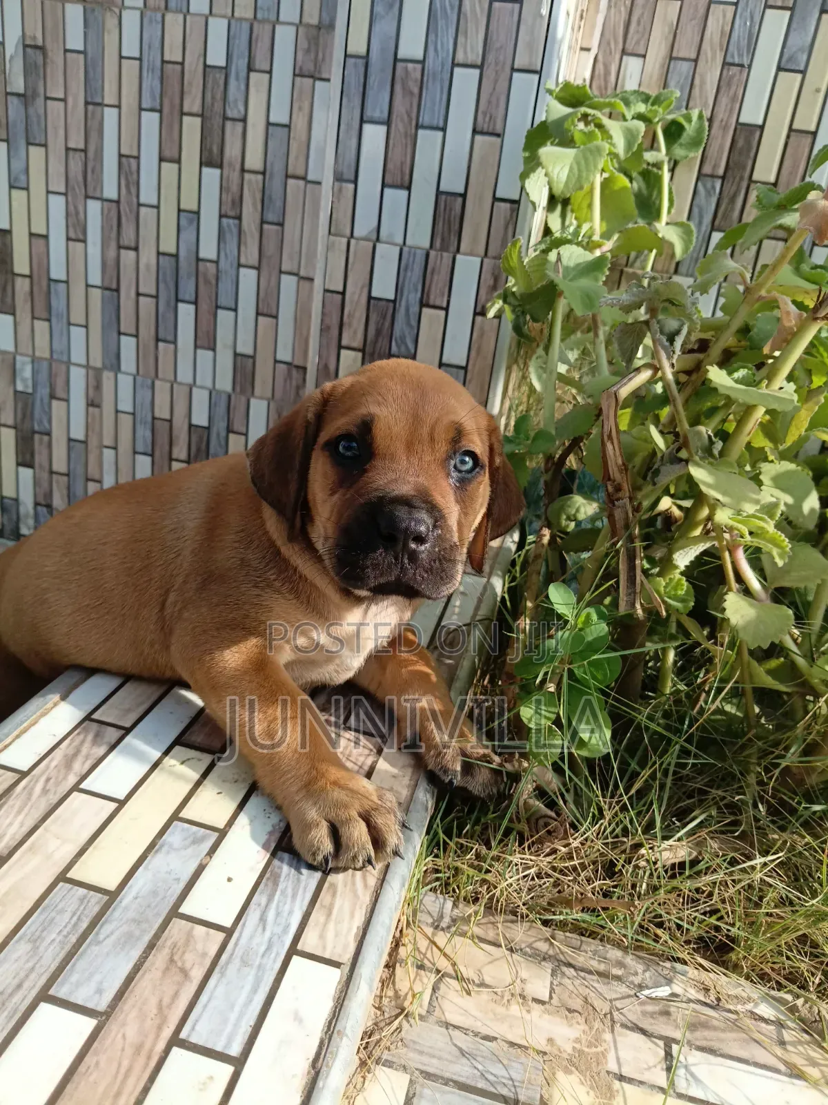 1-3 months Female Purebred Boerboel