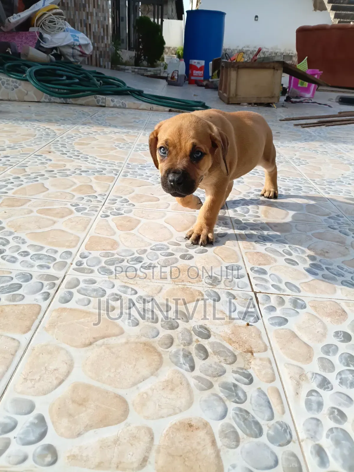 1-3 months Female Purebred Boerboel