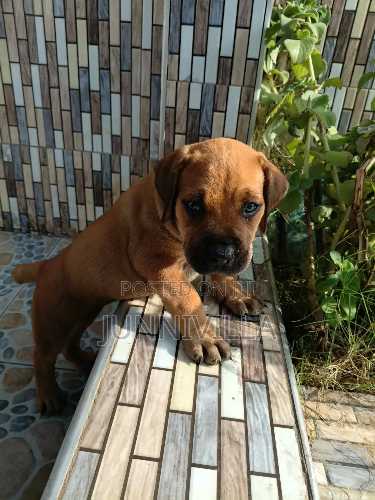 1-3 months Female Purebred Boerboel