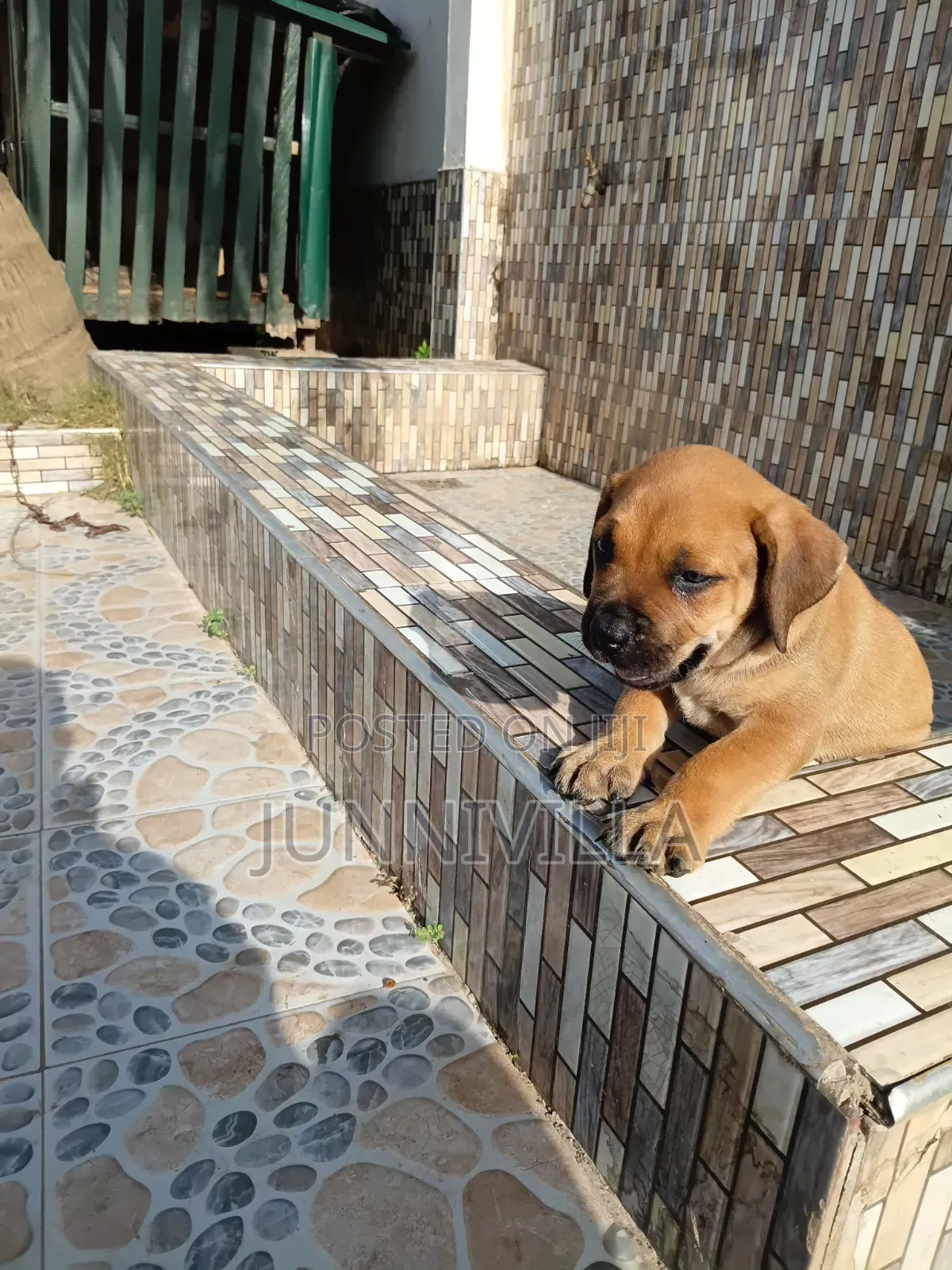 1-3 months Female Purebred Boerboel