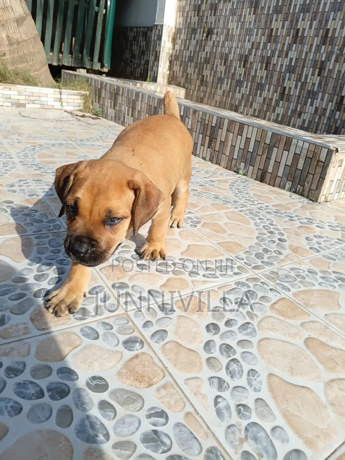 1-3 months Female Purebred Boerboel