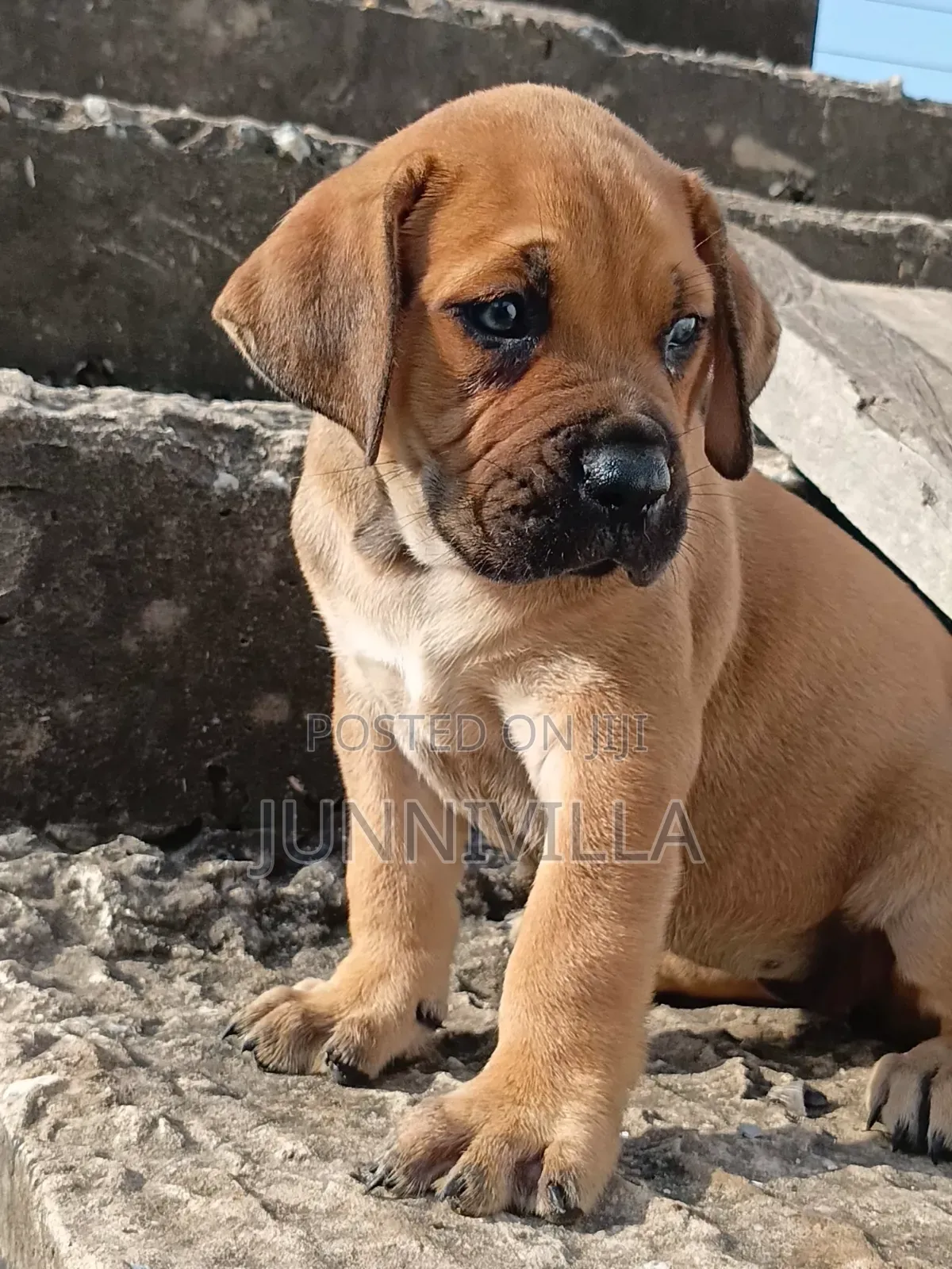 1-3 months Female Purebred Boerboel