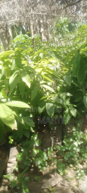 Avocado Seedlings