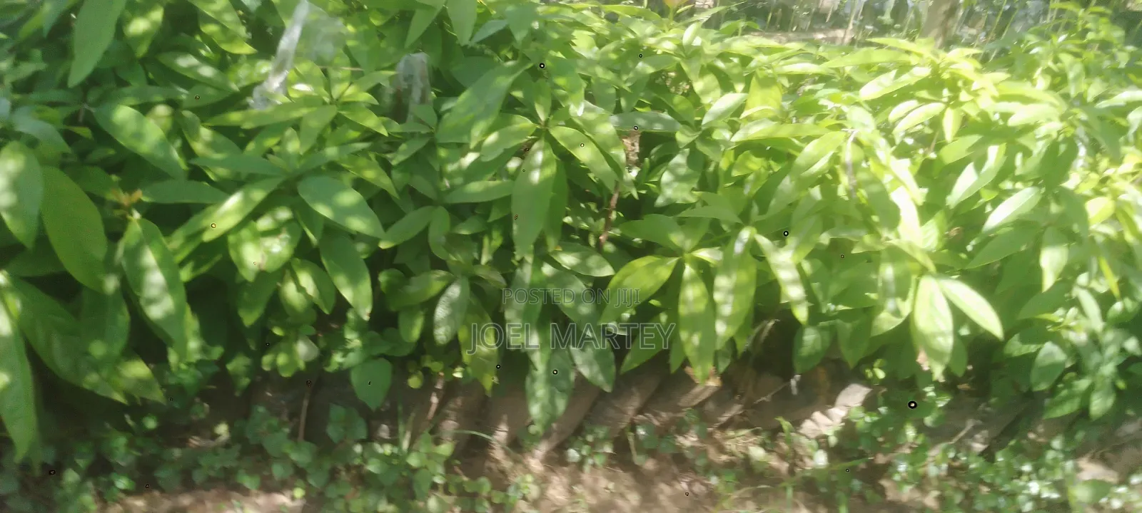 Avocado Seedlings