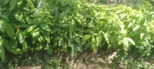 Avocado Seedlings