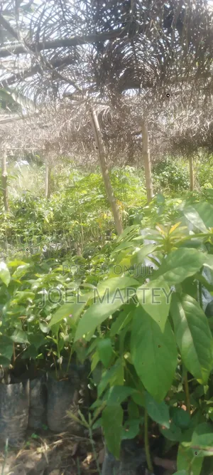 Avocado Seedlings