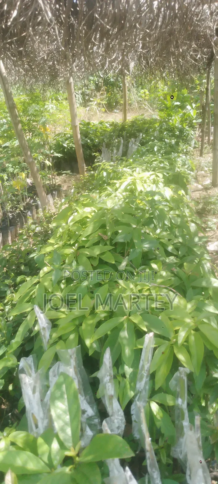 Avocado Seedlings