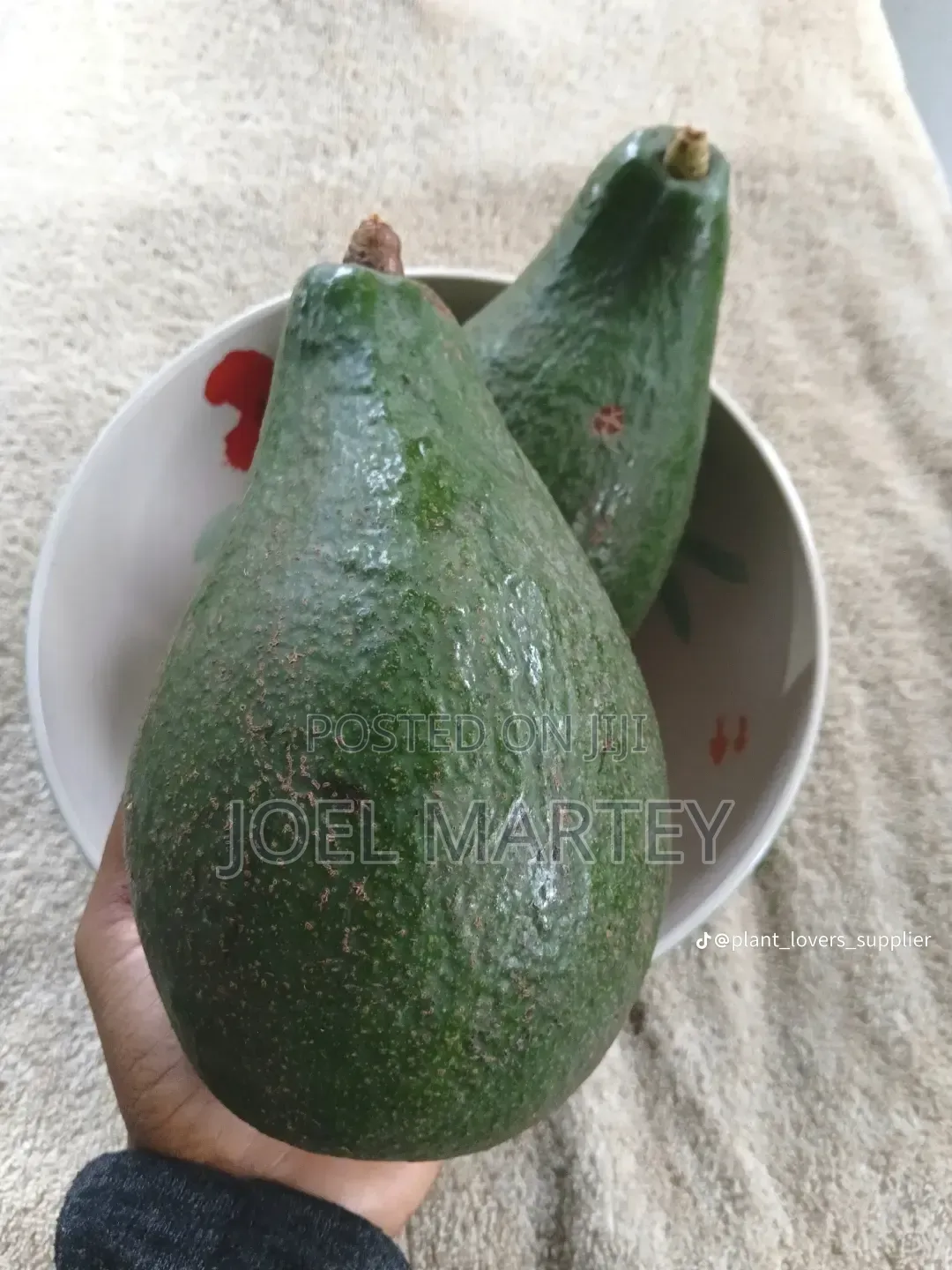 Avocado Seedlings