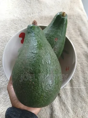 Avocado Seedlings