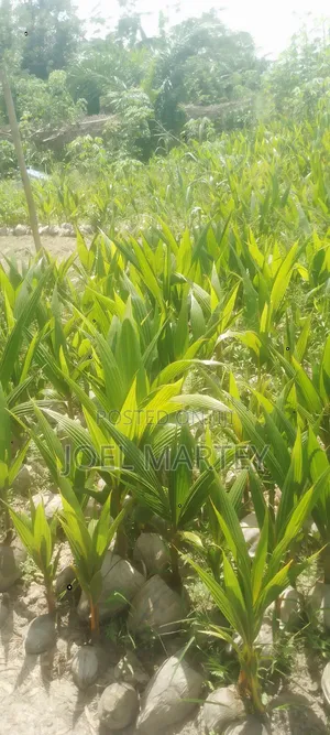 Coconut Seedlings