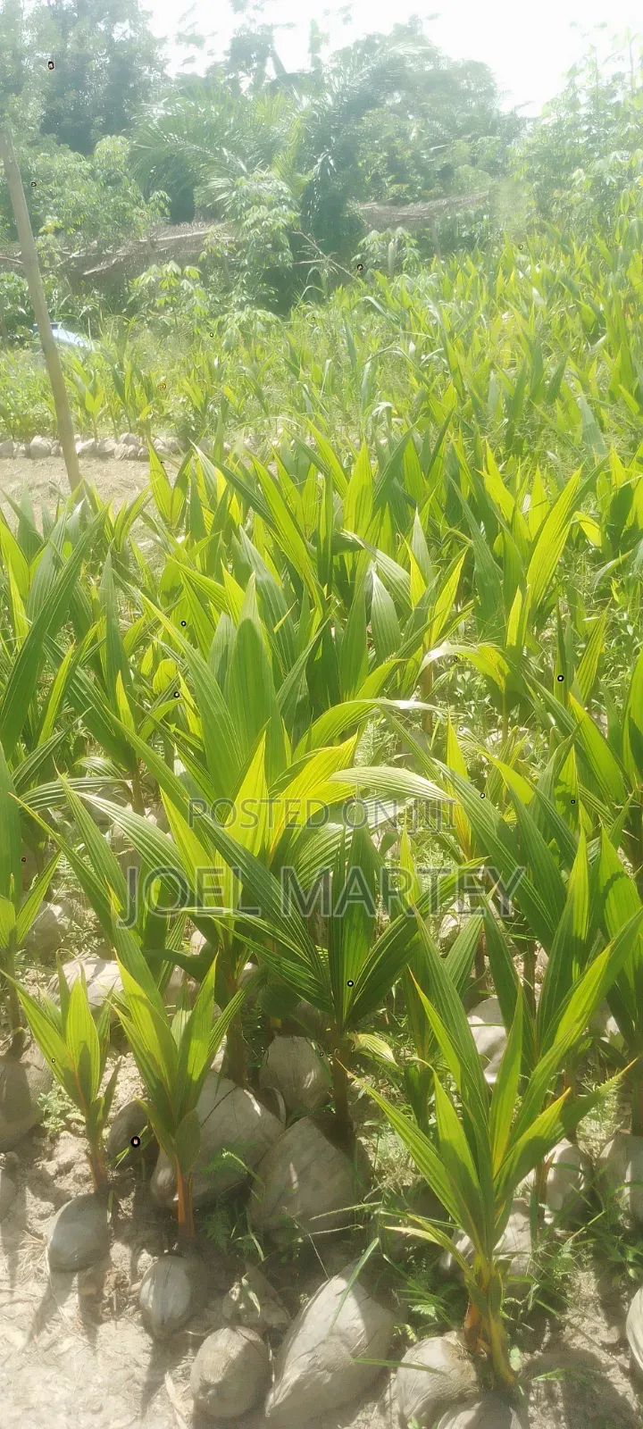 Coconut Seedlings