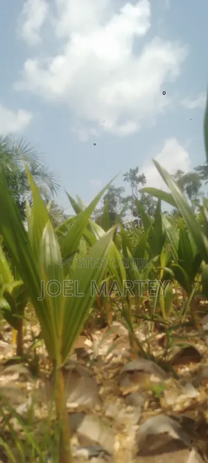 Coconut Seedlings