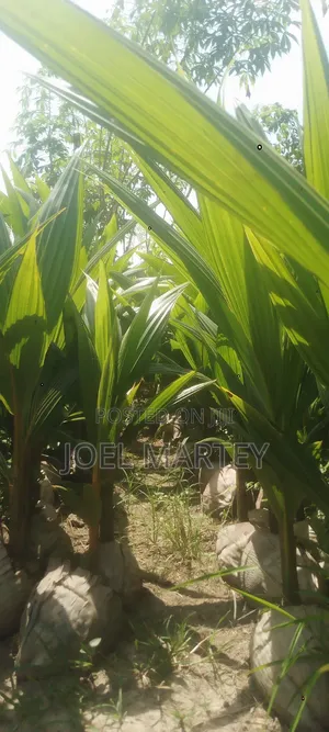 Coconut Seedlings