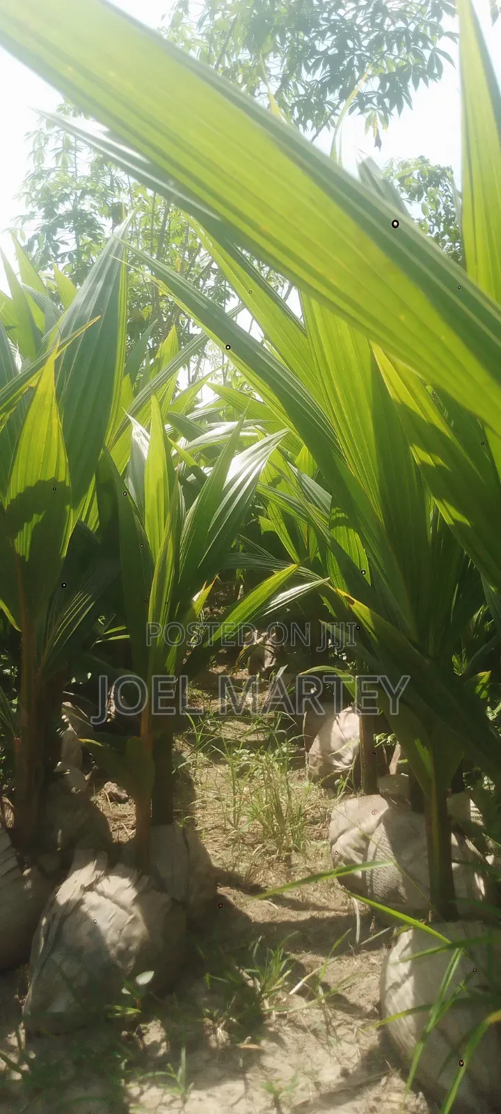 Coconut Seedlings