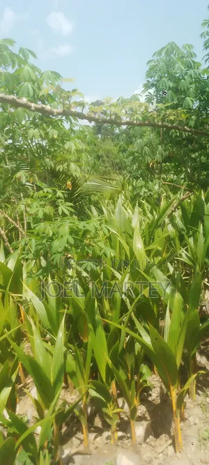 Coconut Seedlings
