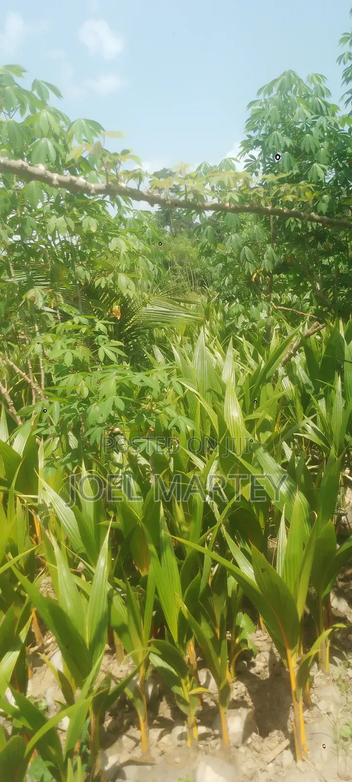 Coconut Seedlings