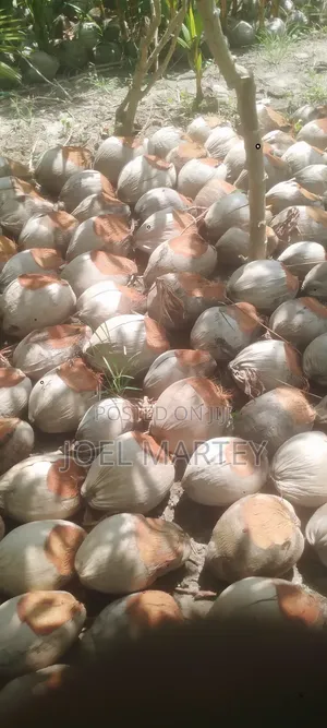Coconut Seedlings