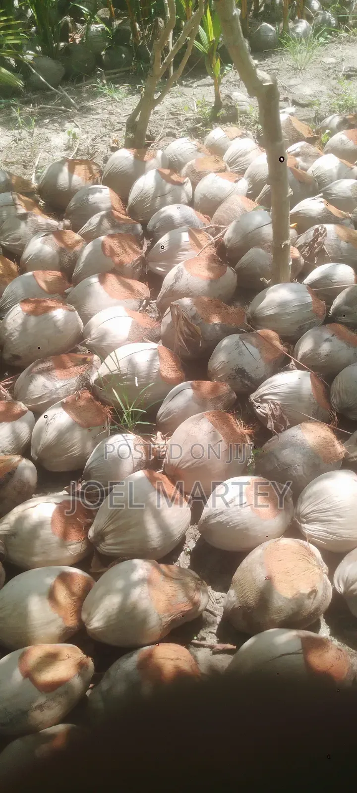 Coconut Seedlings