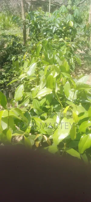 Cinnamon Seedlings