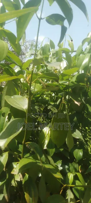 Cinnamon Seedlings